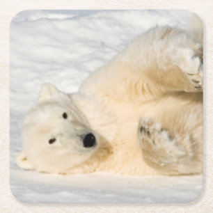 Dessous-de-verre Carré En Papier Ours blanc près de baie de Hudson