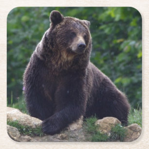 Dessous-de-verre Carré En Papier Ours Brown