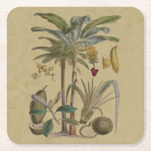 Dessous-de-verre Carré En Papier Palm Antique Fruit Tropical Art Botanique