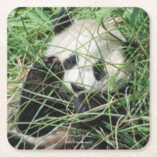 Dessous-de-verre Carré En Papier Panda géant se cachant dans l'herbe