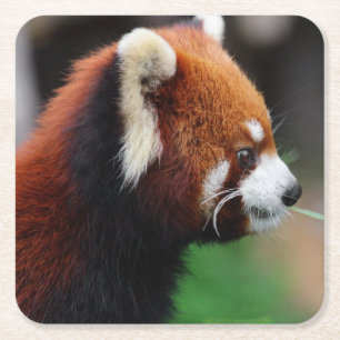 Dessous-de-verre Carré En Papier Panda rouge