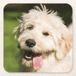 Dessous-de-verre Carré En Papier Panneaux de coquelicot de Goldendoodle