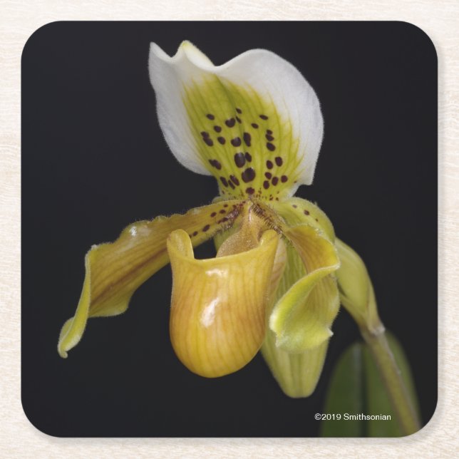 Dessous-de-verre Carré En Papier Paphiopedilum Exul (Devant)