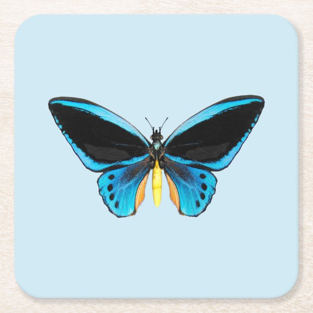 Dessous-de-verre Carré En Papier Papillon Birdwing (Devant)