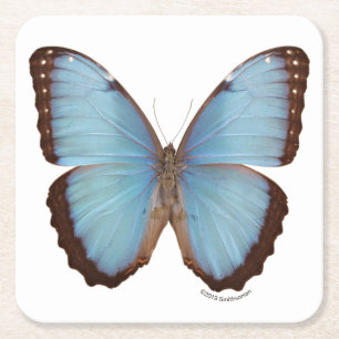 Dessous-de-verre Carré En Papier Papillon bleu de Morpho