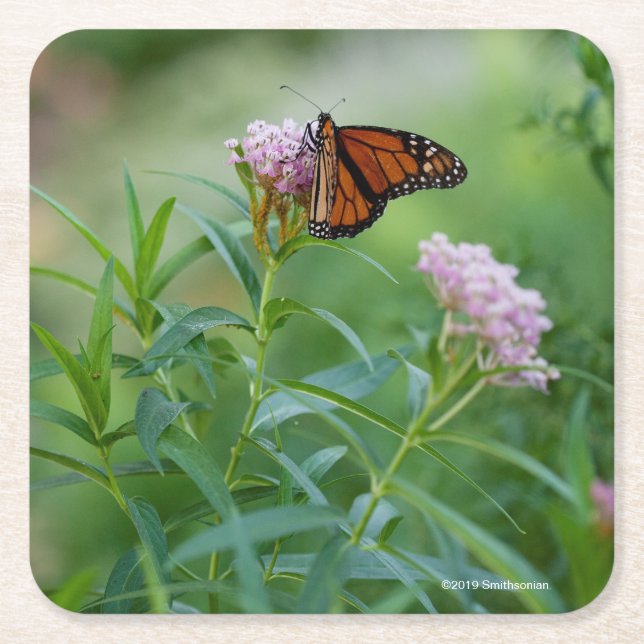 Dessous-de-verre Carré En Papier Papillon de monarque (Devant)