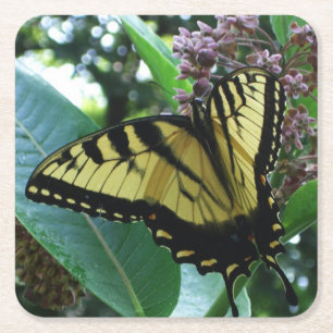 Dessous-de-verre Carré En Papier Papillon Swallowtail I sur Asclépiade à Shenandoah