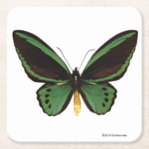 Dessous-de-verre Carré En Papier Papillon vert de Birdwing