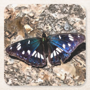 Dessous-de-verre Carré En Papier Peinture de papillon bleu de l'amiral blanc du sud