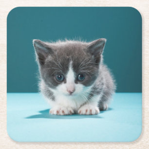 Dessous-de-verre Carré En Papier Petit chaton