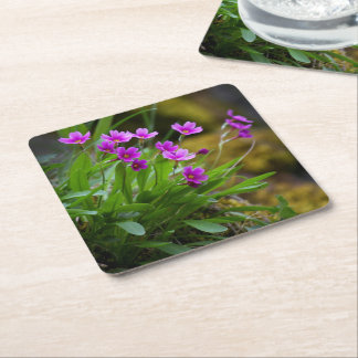 Dessous-de-verre Carré En Papier Photographie de fleur de Primula maguirei © Sandy
