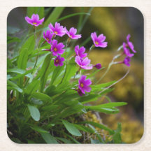 Photographie de fleur de Primula maguirei © Sandy