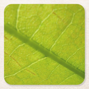 Dessous-de-verre Carré En Papier Photographie de la nature botanique de la feuille 