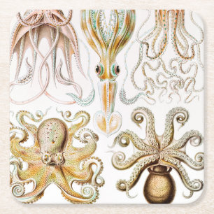 Dessous-de-verre Carré En Papier Pieuvre Calmar, Gamochonia par Ernst Haeckel