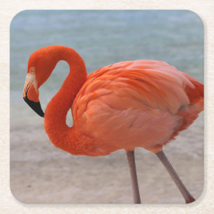 Dessous-de-verre Carré En Papier Plages tropicales Flamant rose des Caraïbes, Aru