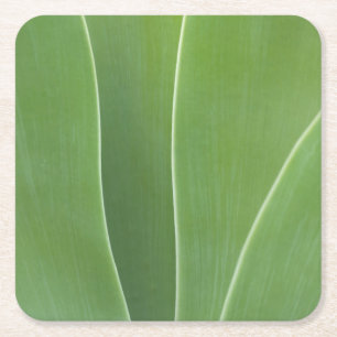 Dessous-de-verre Carré En Papier Plante d'Agave de près