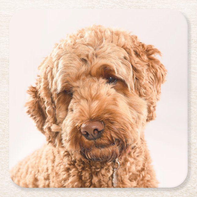 Dessous-de-verre Carré En Papier Portrait de Goldendoodle Studio (Devant)
