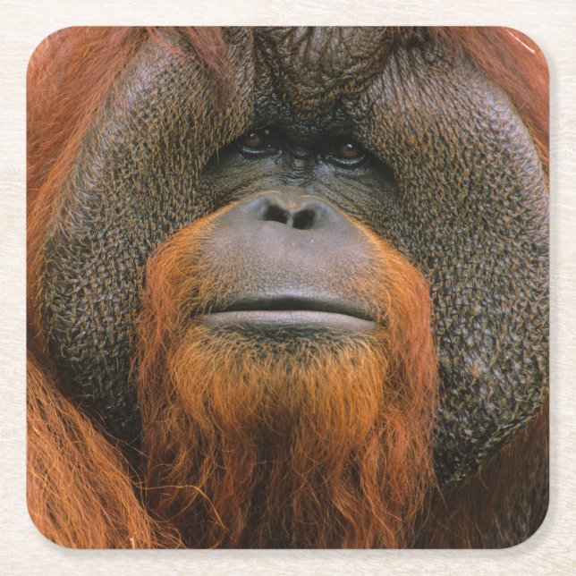 Dessous-de-verre Carré En Papier Portrait d'un orang-outan mâle, Géorgie, États-Uni (Devant)