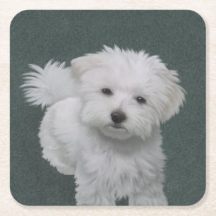 Dessous-de-verre Carré En Papier Portrait d'un petit chien blanc
