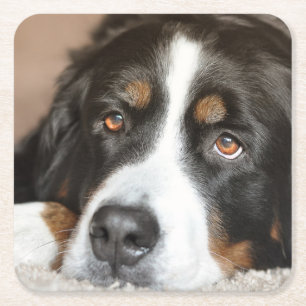 Dessous-de-verre Carré En Papier pose de chien de montagne bernese