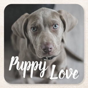 Dessous-de-verre Carré En Papier Puppy Lote Mignonne Weimaraner Chien