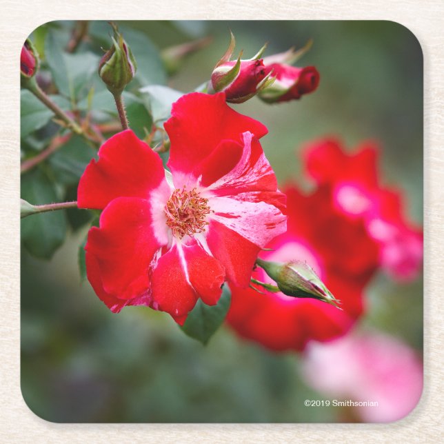 Dessous-de-verre Carré En Papier Quatrième d'arbuste de juillet (Devant)