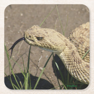 Dessous-de-verre Carré En Papier R8 Tête de serpent à sonnette