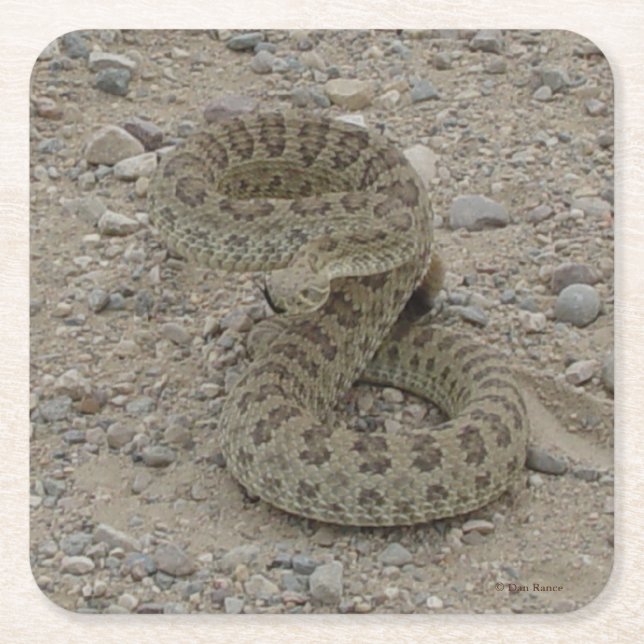 Dessous-de-verre Carré En Papier R9 Prairie Rattlesnake (Devant)