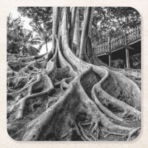 Dessous-de-verre Carré En Papier Racines massives d'un arbre à caoutchouc