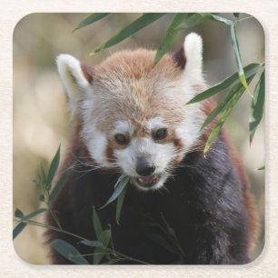 Dessous-de-verre Carré En Papier Red_Panda_2015_0311