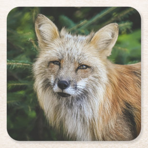 Dessous-de-verre Carré En Papier Renard Beau Dans La Nature