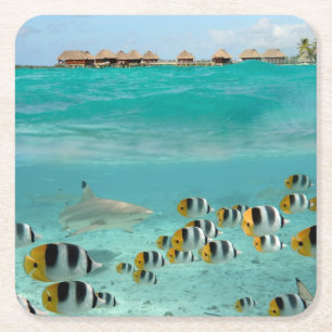 Dessous-de-verre Carré En Papier Requin chassant des poissons dans les dessous de