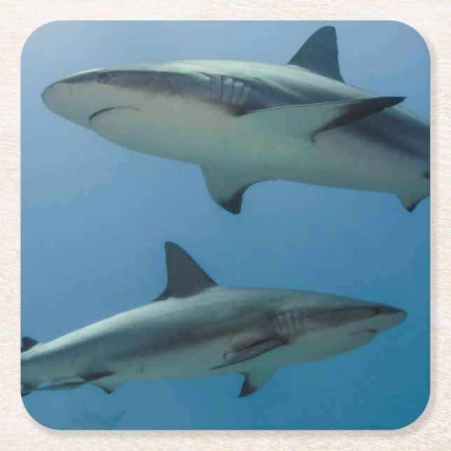 Dessous-de-verre Carré En Papier Requin des Caraïbes de récif (Devant)