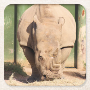 Dessous-de-verre Carré En Papier rhinocéros blanc