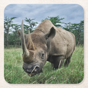 Dessous-de-verre Carré En Papier Rhinocéros noir Kenya