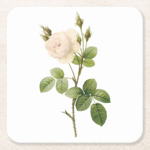 Dessous-de-verre Carré En Papier rose blanche (Rosa campanulata alba) par Redouté