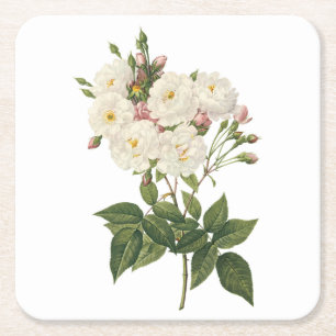 Dessous-de-verre Carré En Papier rose bruyant (Rosa noisettiana) par Redouté