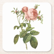 rose de chou (Rosa centifolia foliacea) par Redout