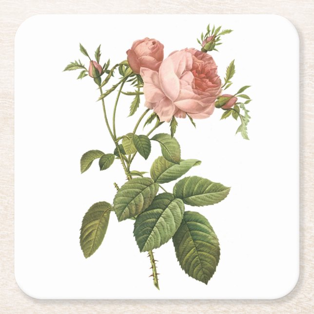 Dessous-de-verre Carré En Papier rose de chou (Rosa centifolia foliacea) par Redout (Devant)