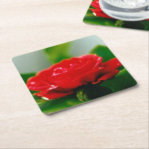 Dessous-de-verre Carré En Papier Rose rouge de la passion couverte de gouttes de ro