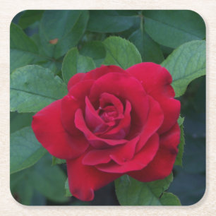 Dessous-de-verre Carré En Papier Rose rouge de près