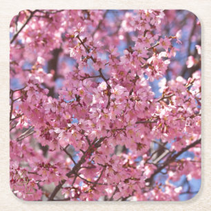 Dessous-de-verre Carré En Papier Sakura Pink Cherry Blossom Sky