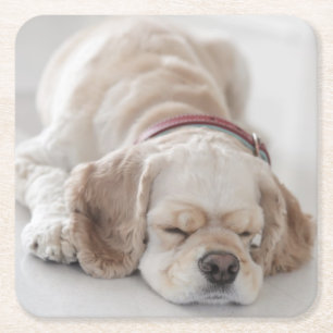 Dessous-de-verre Carré En Papier Sommeil de chien de cocker