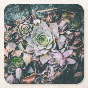 Dessous-de-verre Carré En Papier Sous-tasses en papier succulent
