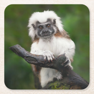Dessous-de-verre Carré En Papier Super Cute Coton Top Tamarin Primate