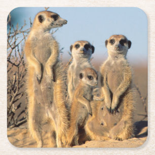 Dessous-de-verre Carré En Papier Suricate family sunning themselves at their