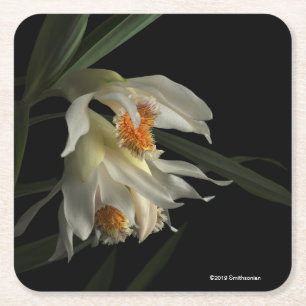 Dessous-de-verre Carré En Papier Thunia Marshalliana