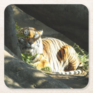 Dessous-de-verre Carré En Papier Tiger Catnap