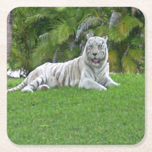 Dessous-de-verre Carré En Papier Tigre Blanc au repos dans la lumière d'une prairie