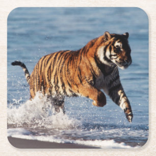 Dessous-de-verre Carré En Papier Tigre du Bengale (Panthera Tigris)